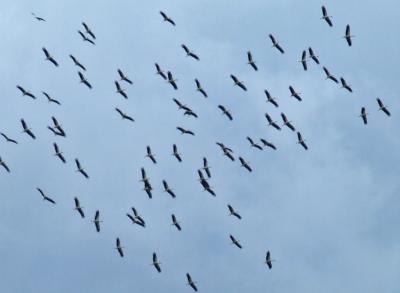 Прикрепленное изображение: DSCF7737.jpg